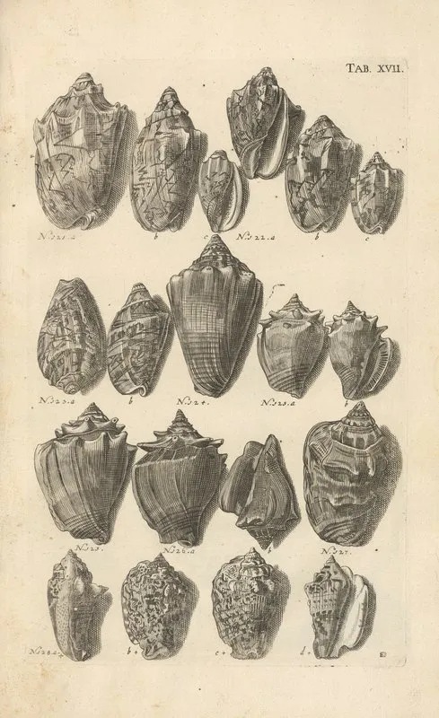 Mvsei Gottwaldiani Testaceorvm Stellarvm Marinarvm Et Coralliorvm Quae Supersvnt Tabvlae Pl 17 Wall Art by Johann Samuel Schröter - High-Resolution Digital Print
