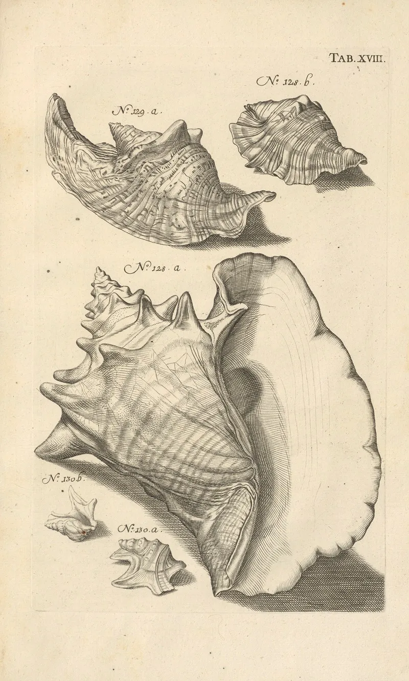 Mvsei Gottwaldiani Testaceorvm Stellarvm Marinarvm Et Coralliorvm Quae Supersvnt Tabvlae Pl 18 Wall Art by Johann Samuel Schröter - High-Resolution Digital Print