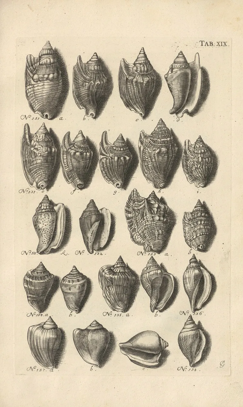 Mvsei Gottwaldiani Testaceorvm Stellarvm Marinarvm Et Coralliorvm Quae Supersvnt Tabvlae Pl 19 Wall Art by Johann Samuel Schröter - High-Resolution Digital Print