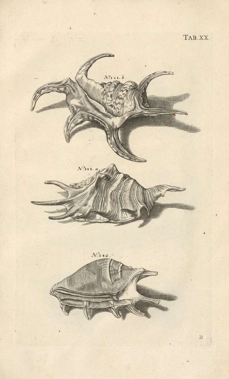 Mvsei Gottwaldiani Testaceorvm Stellarvm Marinarvm Et Coralliorvm Quae Supersvnt Tabvlae Pl 20 Wall Art by Johann Samuel Schröter - High-Resolution Digital Print