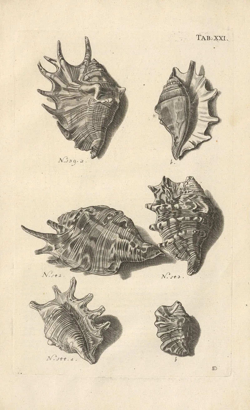 Mvsei Gottwaldiani Testaceorvm Stellarvm Marinarvm Et Coralliorvm Quae Supersvnt Tabvlae Pl 21 Wall Art by Johann Samuel Schröter - High-Resolution Digital Print