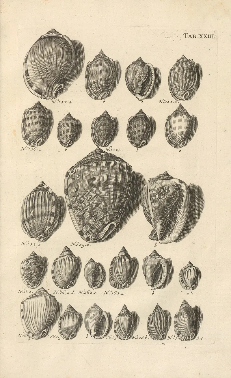 Mvsei Gottwaldiani Testaceorvm Stellarvm Marinarvm Et Coralliorvm Quae Supersvnt Tabvlae Pl 23 Wall Art by Johann Samuel Schröter - High-Resolution Digital Print