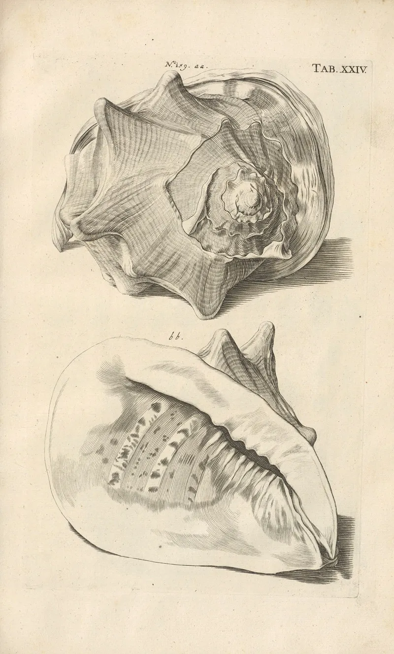 Mvsei Gottwaldiani Testaceorvm Stellarvm Marinarvm Et Coralliorvm Quae Supersvnt Tabvlae Pl 24 Wall Art by Johann Samuel Schröter - High-Resolution Digital Print