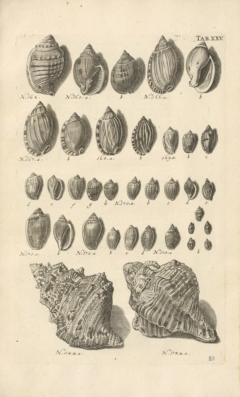 Mvsei Gottwaldiani Testaceorvm Stellarvm Marinarvm Et Coralliorvm Quae Supersvnt Tabvlae Pl 25 Wall Art by Johann Samuel Schröter - High-Resolution Digital Print