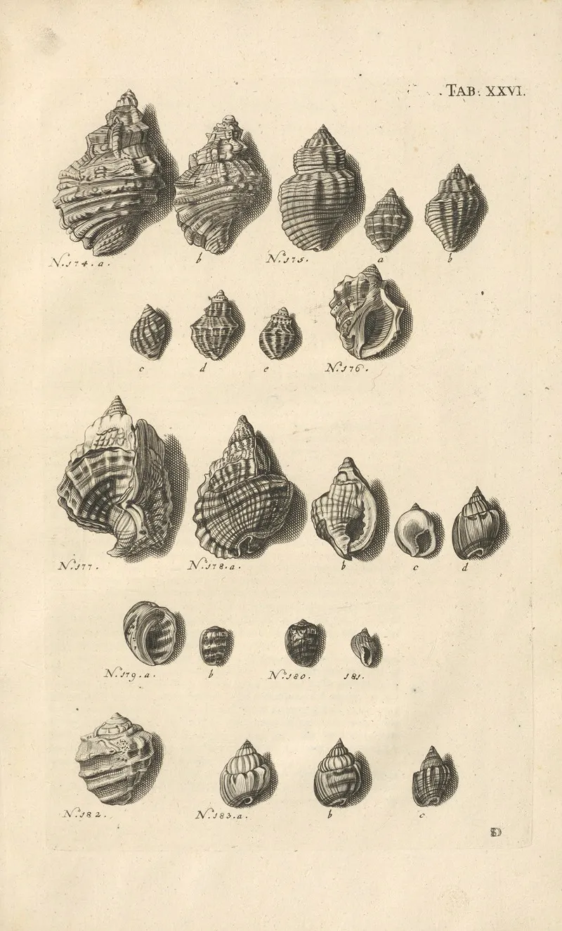 Mvsei Gottwaldiani Testaceorvm Stellarvm Marinarvm Et Coralliorvm Quae Supersvnt Tabvlae Pl 26 Wall Art by Johann Samuel Schröter - High-Resolution Digital Print