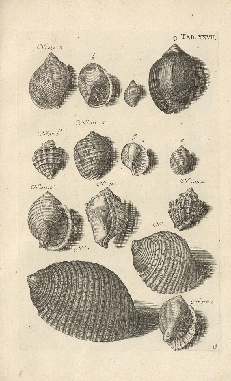 Mvsei Gottwaldiani Testaceorvm Stellarvm Marinarvm Et Coralliorvm Quae Supersvnt Tabvlae Pl 27 Wall Art by Johann Samuel Schröter - High-Resolution Digital Print