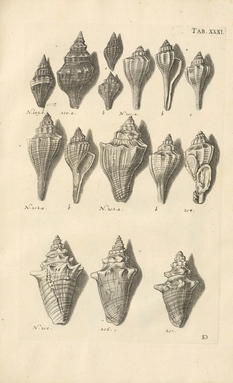 Mvsei Gottwaldiani Testaceorvm Stellarvm Marinarvm Et Coralliorvm Quae Supersvnt Tabvlae Pl 31 Wall Art by Johann Samuel Schröter - High-Resolution Digital Print