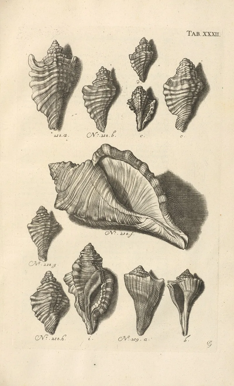 Mvsei Gottwaldiani Testaceorvm Stellarvm Marinarvm Et Coralliorvm Quae Supersvnt Tabvlae Pl 32 Wall Art by Johann Samuel Schröter - High-Resolution Digital Print