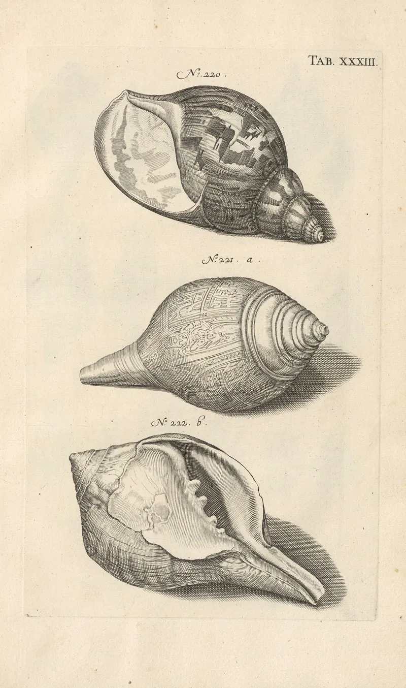 Mvsei Gottwaldiani Testaceorvm Stellarvm Marinarvm Et Coralliorvm Quae Supersvnt Tabvlae Pl 33 Wall Art by Johann Samuel Schröter - High-Resolution Digital Print