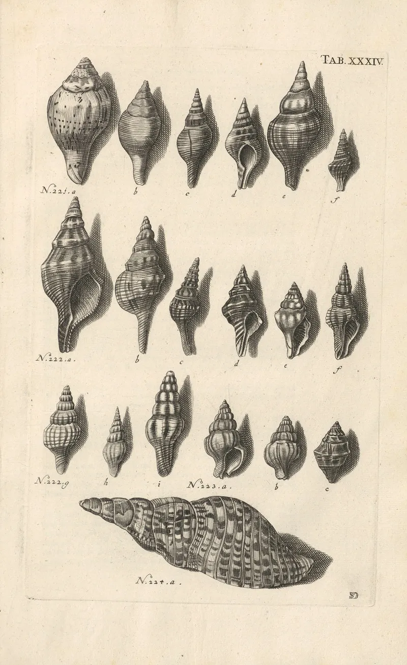 Mvsei Gottwaldiani Testaceorvm Stellarvm Marinarvm Et Coralliorvm Quae Supersvnt Tabvlae Pl 34 Wall Art by Johann Samuel Schröter - High-Resolution Digital Print