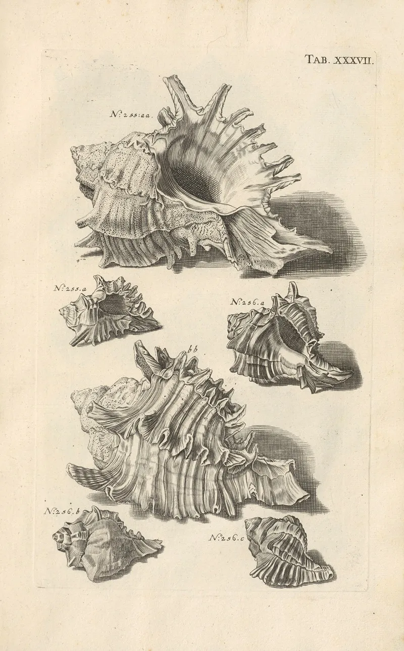 Mvsei Gottwaldiani Testaceorvm Stellarvm Marinarvm Et Coralliorvm Quae Supersvnt Tabvlae Pl 37 Wall Art by Johann Samuel Schröter - High-Resolution Digital Print