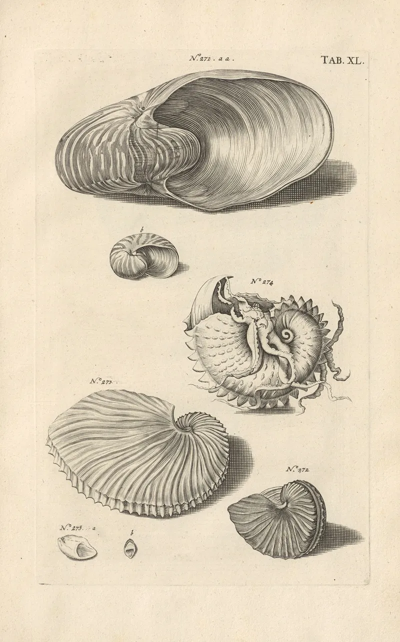 Mvsei Gottwaldiani Testaceorvm Stellarvm Marinarvm Et Coralliorvm Quae Supersvnt Tabvlae Pl 40 Wall Art by Johann Samuel Schröter - High-Resolution Digital Print