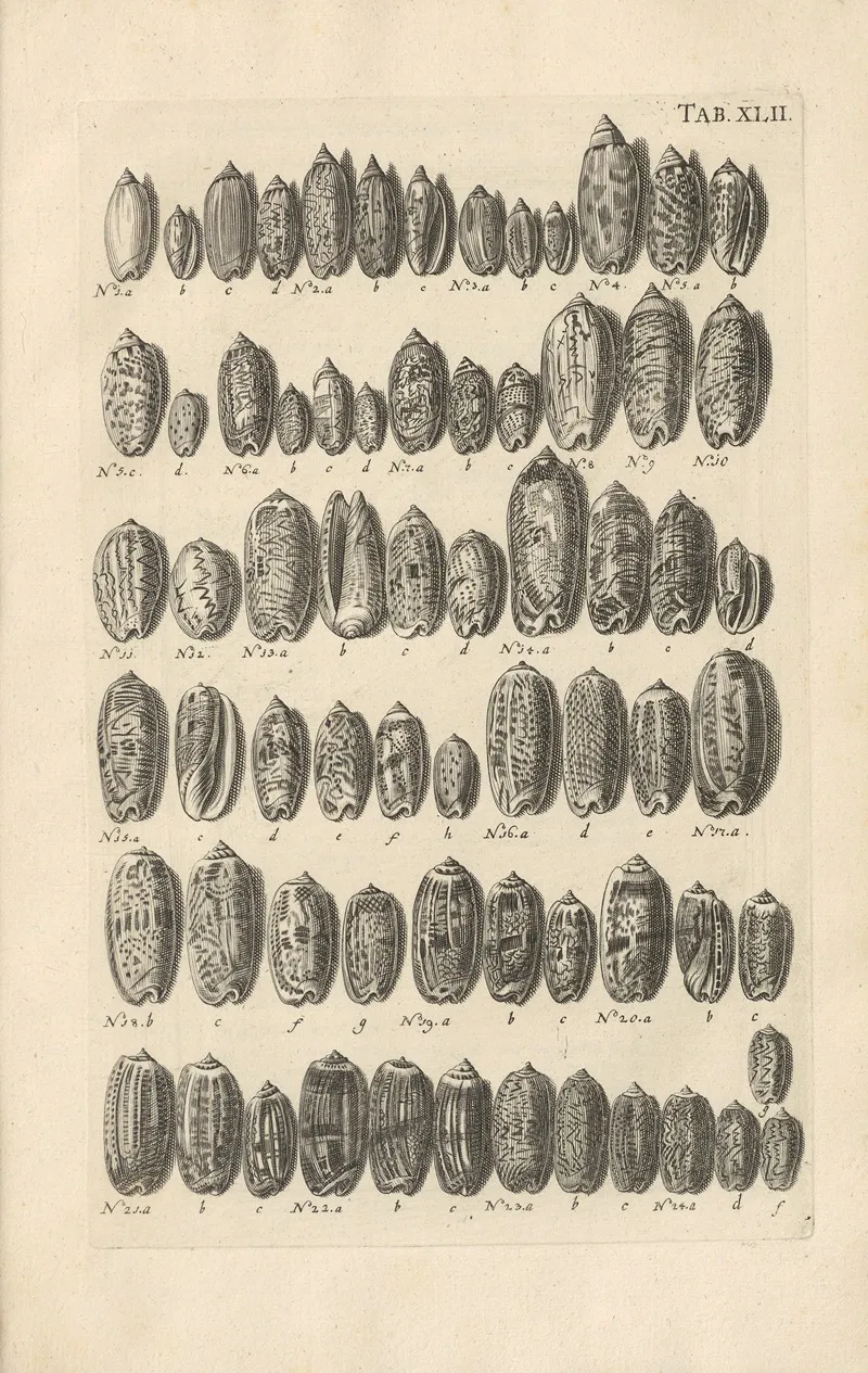 Mvsei Gottwaldiani Testaceorvm Stellarvm Marinarvm Et Coralliorvm Quae Supersvnt Tabvlae Pl 42 Wall Art by Johann Samuel Schröter - High-Resolution Digital Print