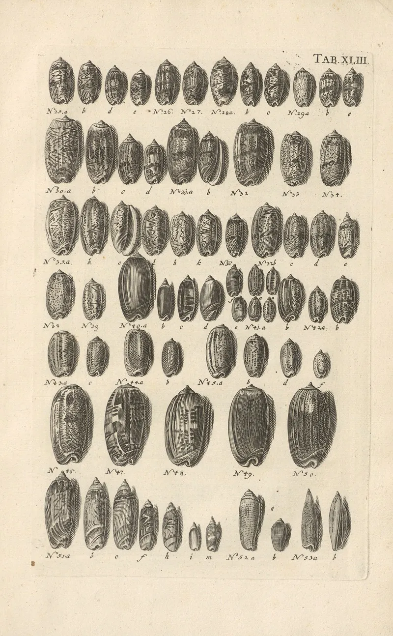 Mvsei Gottwaldiani Testaceorvm Stellarvm Marinarvm Et Coralliorvm Quae Supersvnt Tabvlae Pl 43 Wall Art by Johann Samuel Schröter - High-Resolution Digital Print