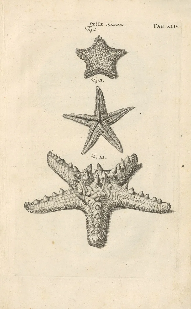 Mvsei Gottwaldiani Testaceorvm Stellarvm Marinarvm Et Coralliorvm Quae Supersvnt Tabvlae Pl 44 Wall Art by Johann Samuel Schröter - High-Resolution Digital Print