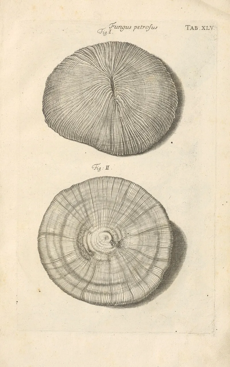 Mvsei Gottwaldiani Testaceorvm Stellarvm Marinarvm Et Coralliorvm Quae Supersvnt Tabvlae Pl 45 Wall Art by Johann Samuel Schröter - High-Resolution Digital Print