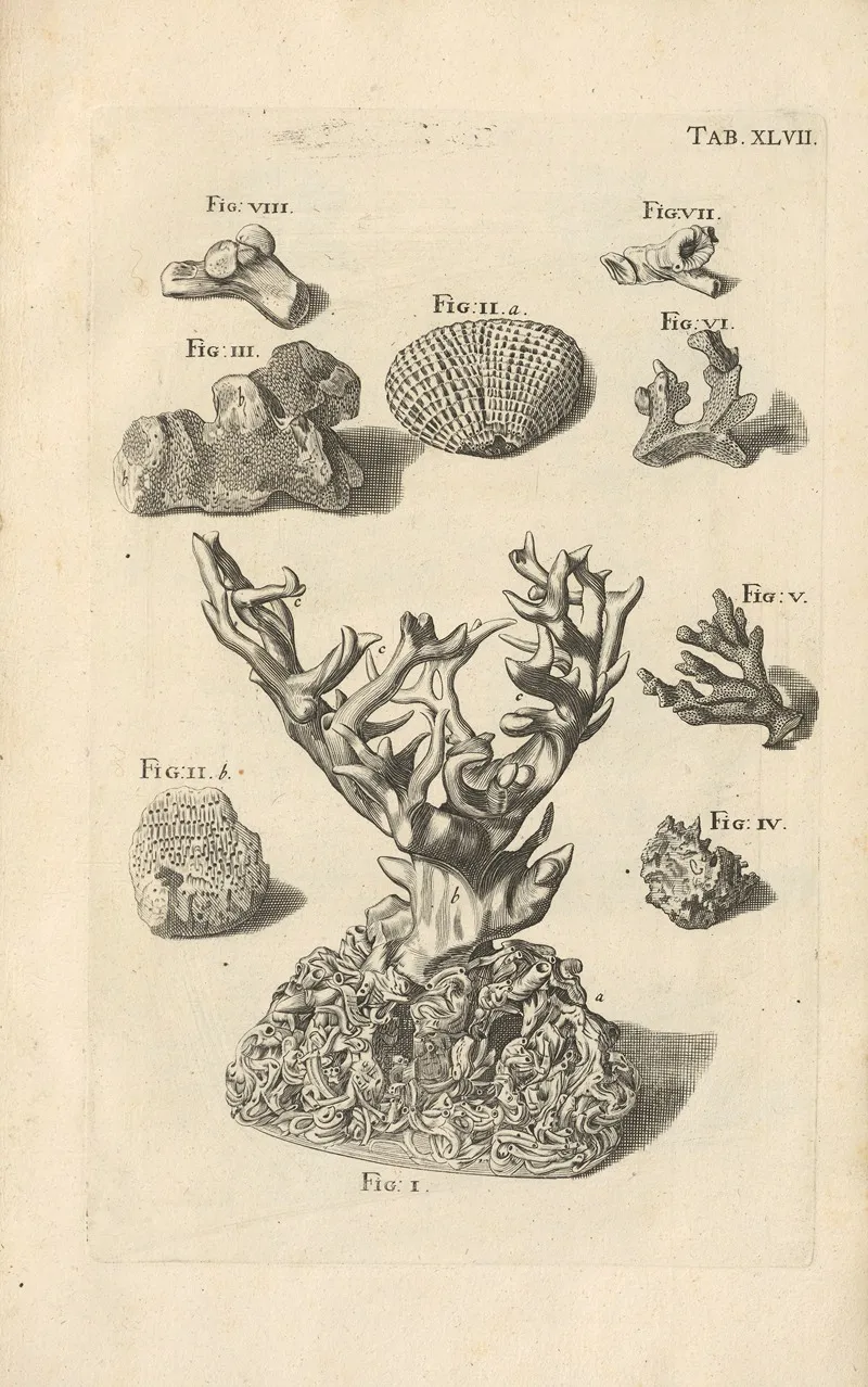 Mvsei Gottwaldiani Testaceorvm Stellarvm Marinarvm Et Coralliorvm Quae Supersvnt Tabvlae Pl 47 Wall Art by Johann Samuel Schröter - High-Resolution Digital Print