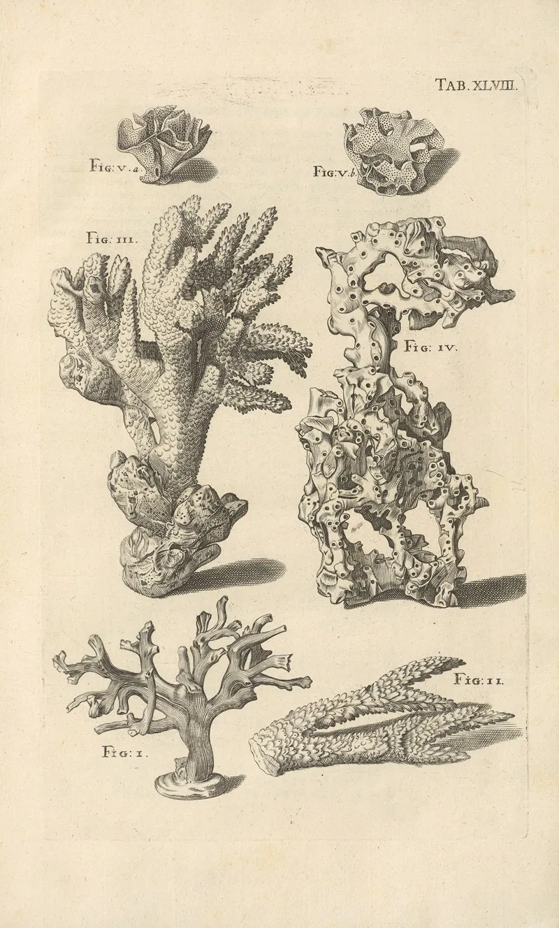 Mvsei Gottwaldiani Testaceorvm Stellarvm Marinarvm Et Coralliorvm Quae Supersvnt Tabvlae Pl 48 Wall Art by Johann Samuel Schröter - High-Resolution Digital Print
