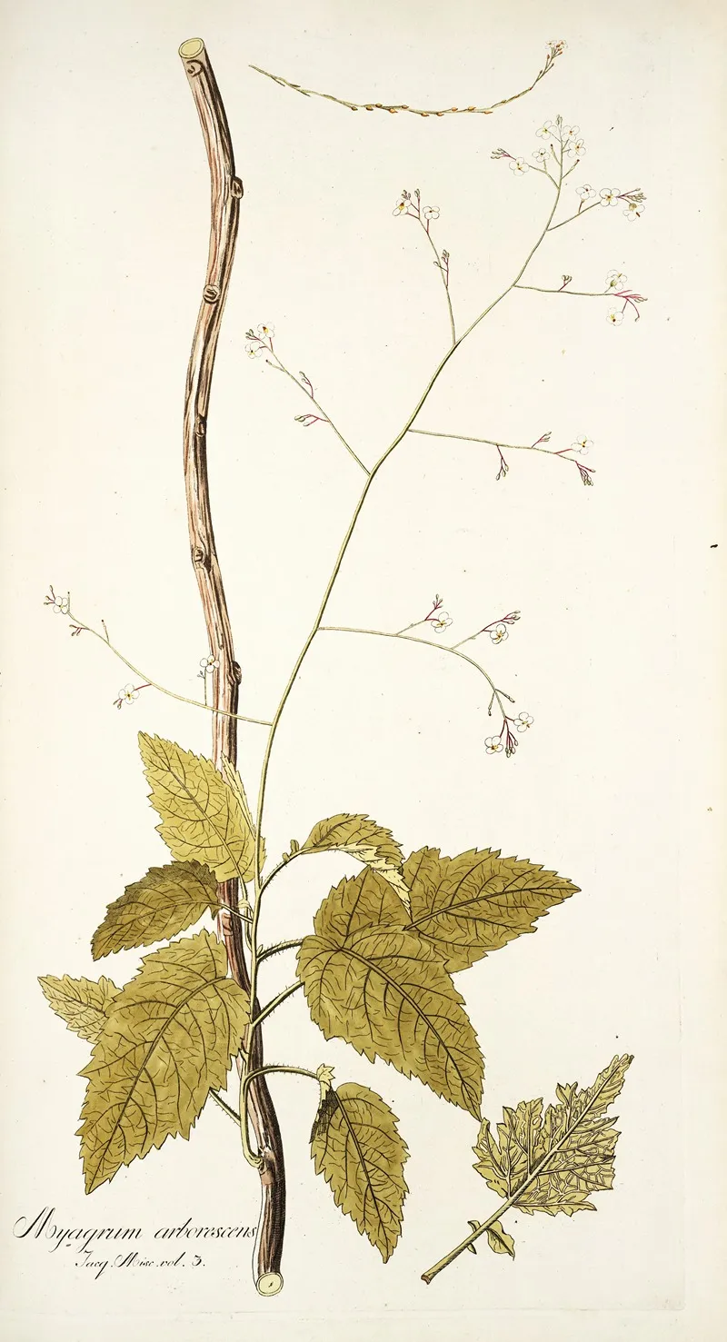 Myagrum Arborescens Wall Art by Nikolaus Joseph Freiherr von Jacquin - High-Resolution Digital Print
