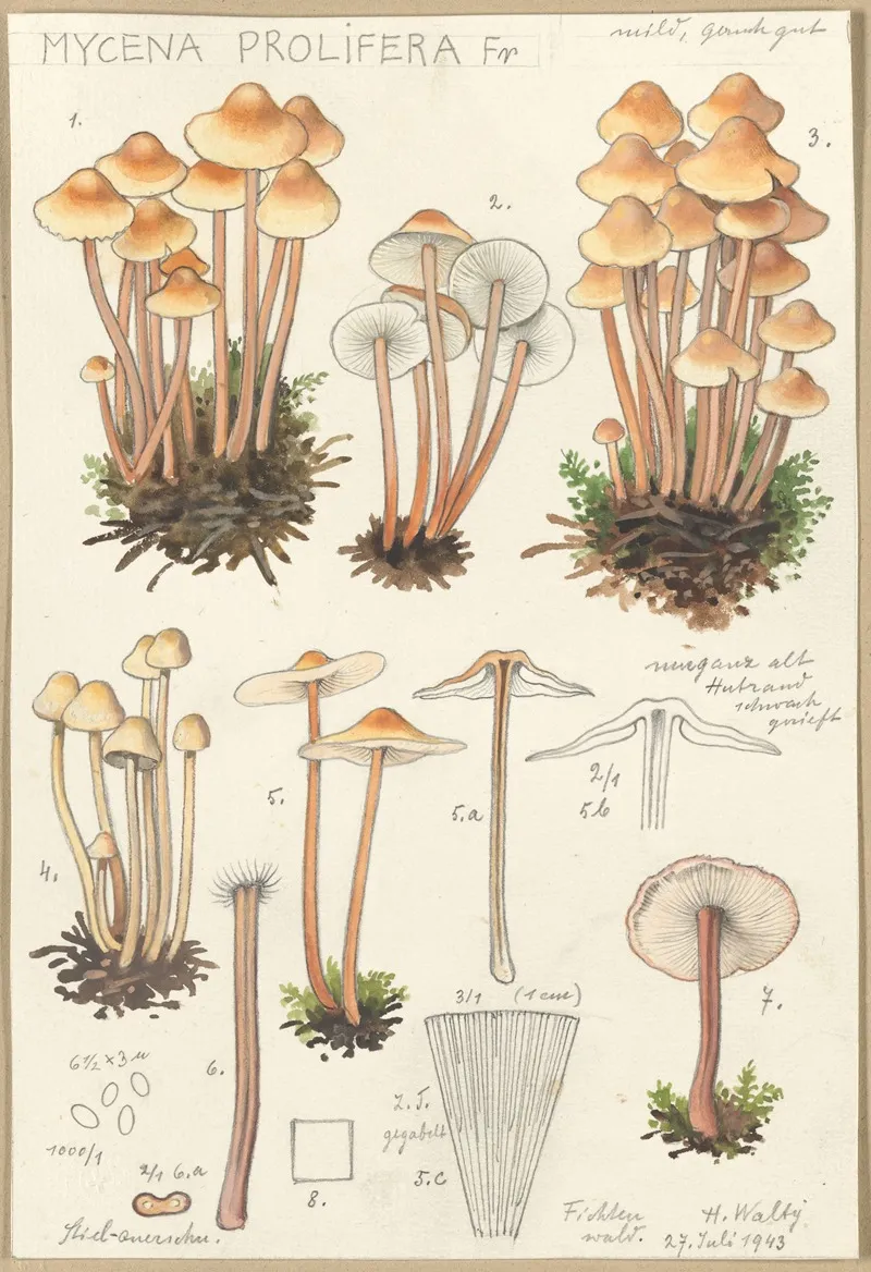 Mycena Prolifera Wall Art by Hans Walty - High-Resolution Digital Print