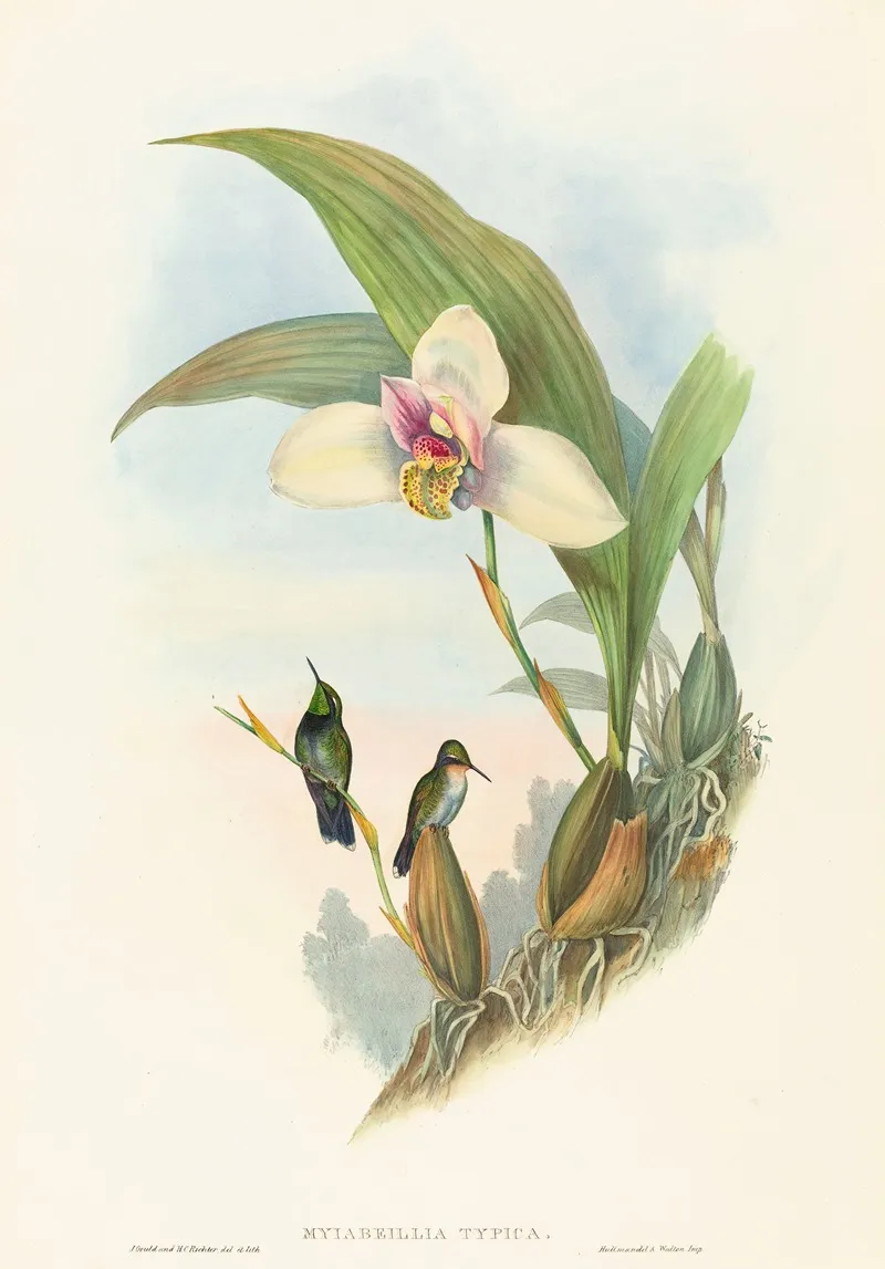 Myiabeillia Typica Abeilles Hummingbird Wall Art by John Gould - High-Resolution Digital Print