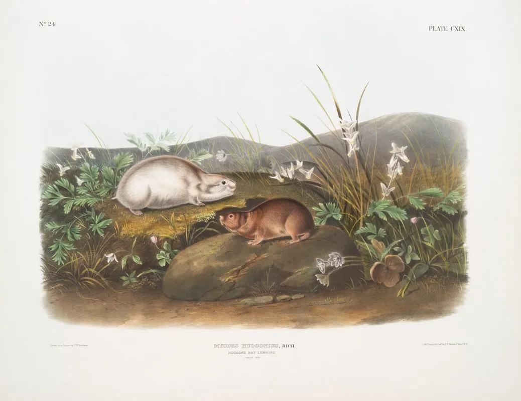 Myodes Hudsonius Hudson Bay Lemming Natural Size Wall Art by John Woodhouse Audubon - High-Resolution Digital Print