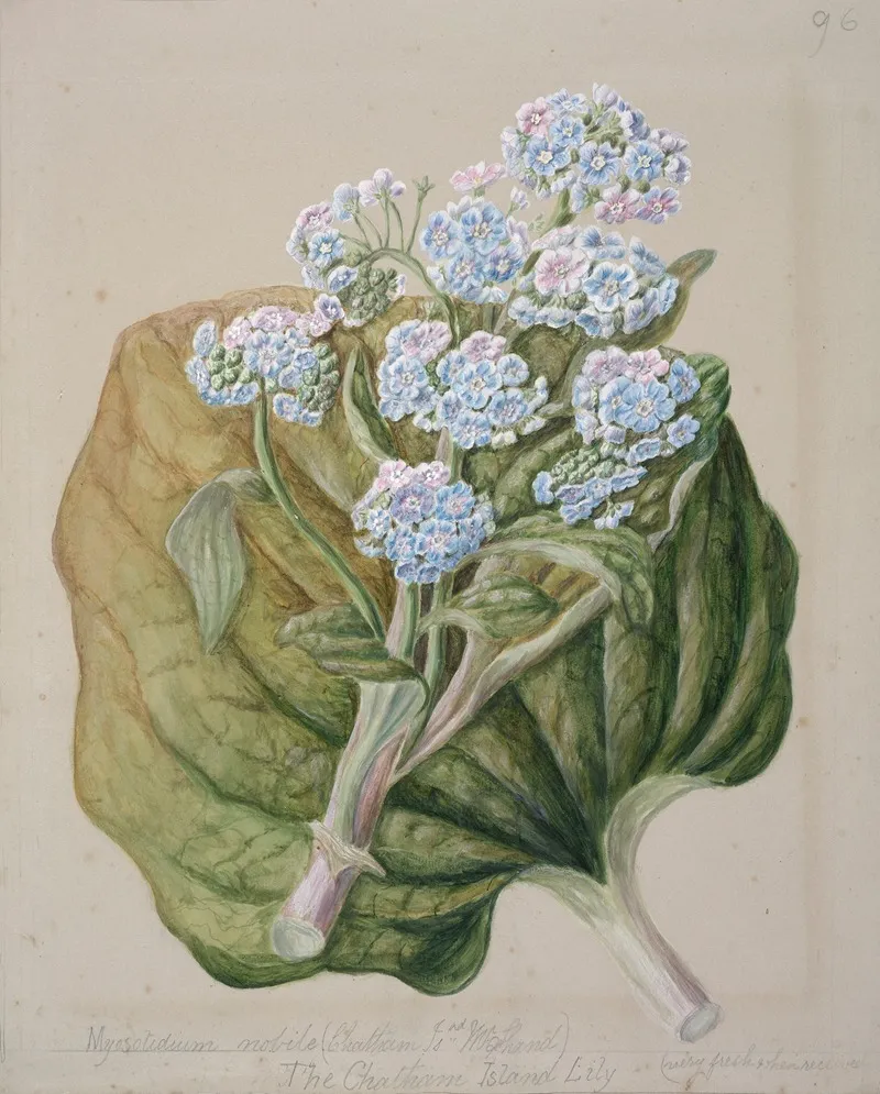 Myosotidium Hortensia Chatham Island Forget Me Not Wall Art by Sarah Featon - High-Resolution Digital Print