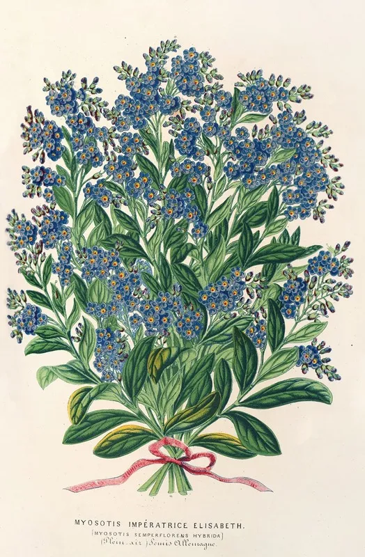 Myosotis Imperatrice Elisabeth Semperllorens Wall Art by Charles Antoine Lemaire - High-Resolution Digital Print
