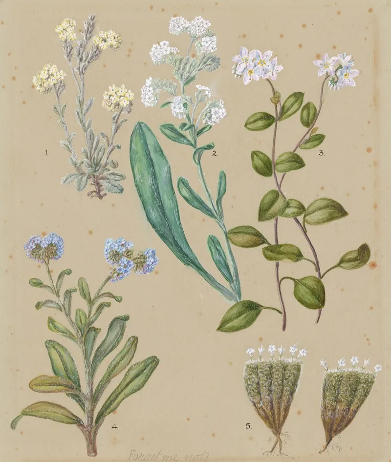 Myosotis Species 5 Forget Me Not Wall Art by Sarah Featon - High-Resolution Digital Print