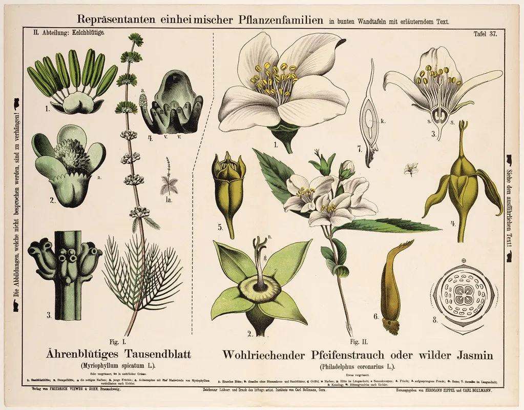 Myriophyllum Spicatum Philadelphus Coronarius Aardvederkruid Gewone Jasmijn Wall Art by Hermann Zippel - High-Resolution Digital Print