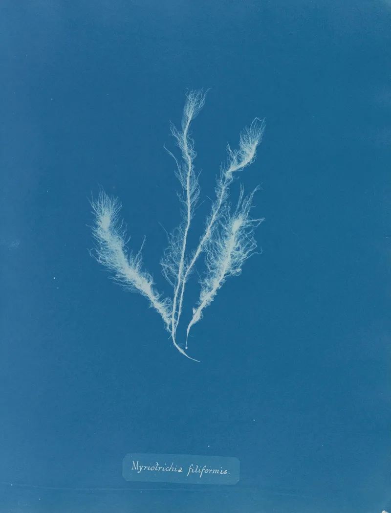 Myriotrichia Filiformis Wall Art by Anna Atkins - High-Resolution Digital Print