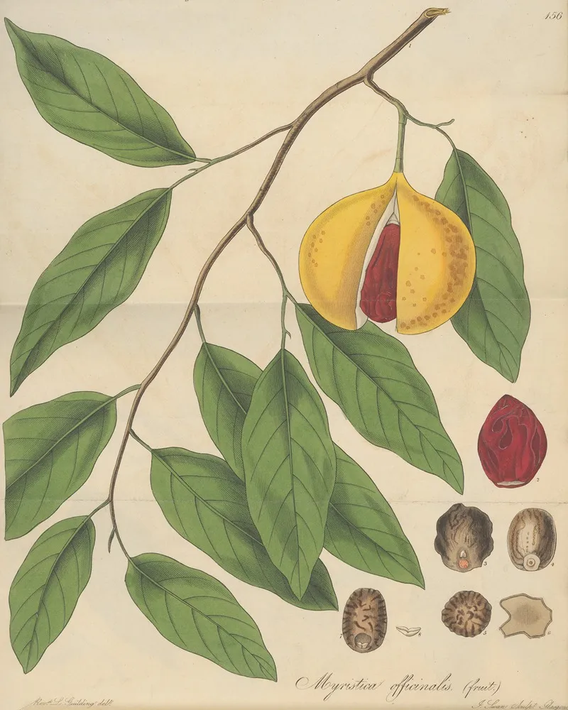 Myristica Officinalis Fruit Wall Art by William Jackson Hooker - High-Resolution Digital Print