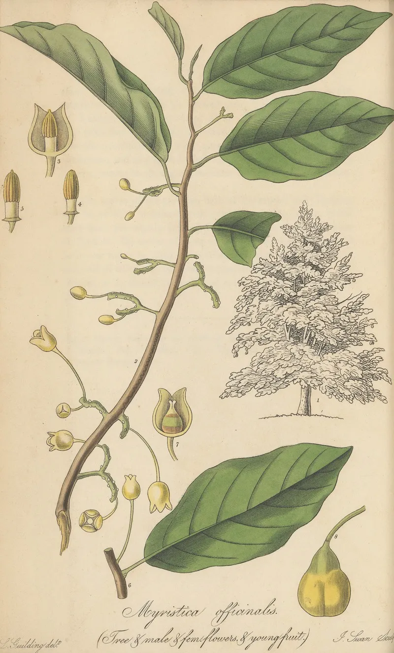 Myristica Officinalis Wall Art by William Jackson Hooker - High-Resolution Digital Print