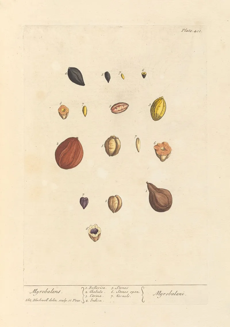 Myrobalans Wall Art by Elizabeth Blackwell - High-Resolution Digital Print