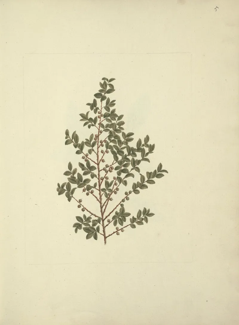 Myrsine Africana L African Myrsine