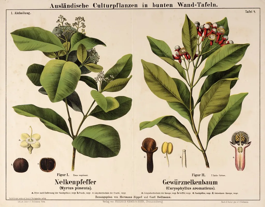 Myrtus Pimenta Caryophyllus Aromaticus Pimentboom Kruidnagelboom Wall Art by Hermann Zippel - High-Resolution Digital Print