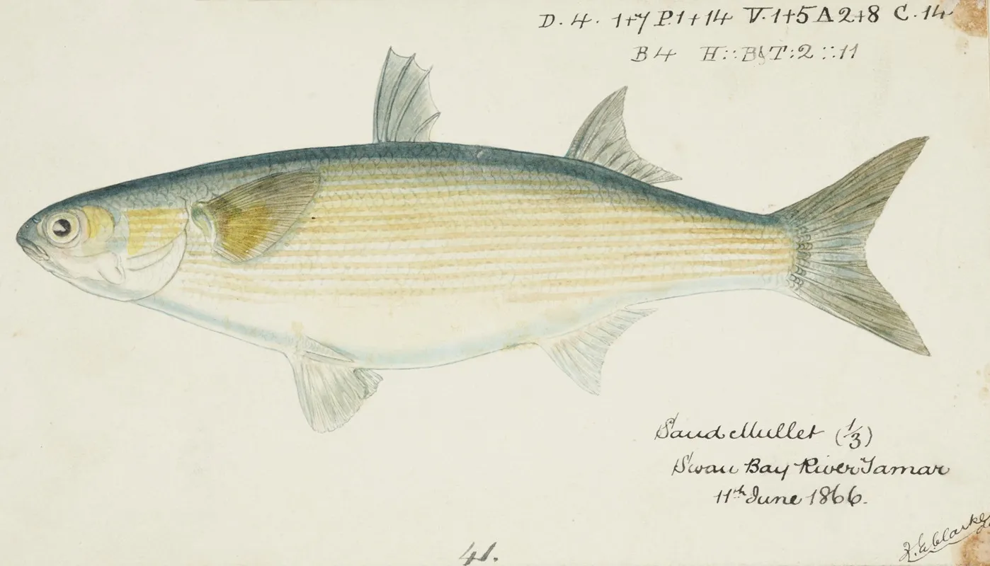 Myxus Elongatus Tas Sand Mullet