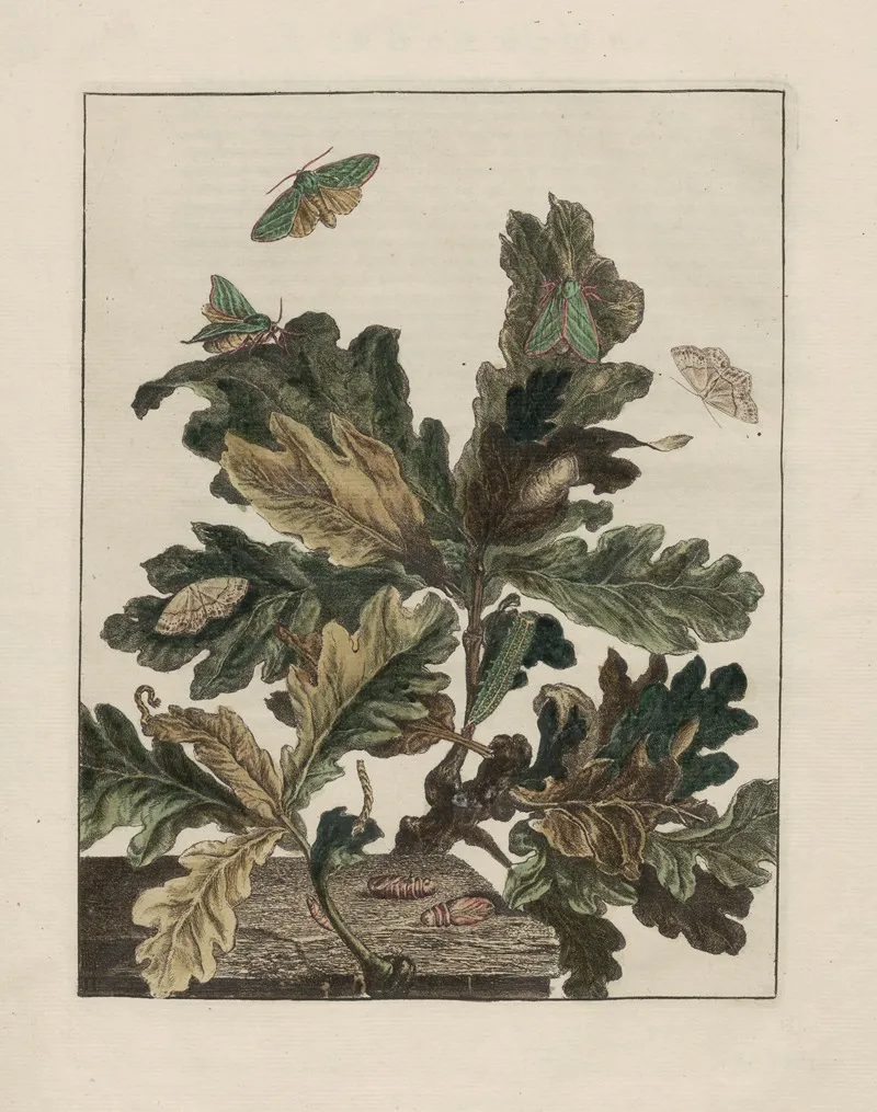 Naauwkeurige Waarneemingen Omtrent De Veranderingen Van Veele Insekten Of Gekorvene Diertjes Pl 01 Wall Art by Jacob L'Admiral - High-Resolution Digital Print