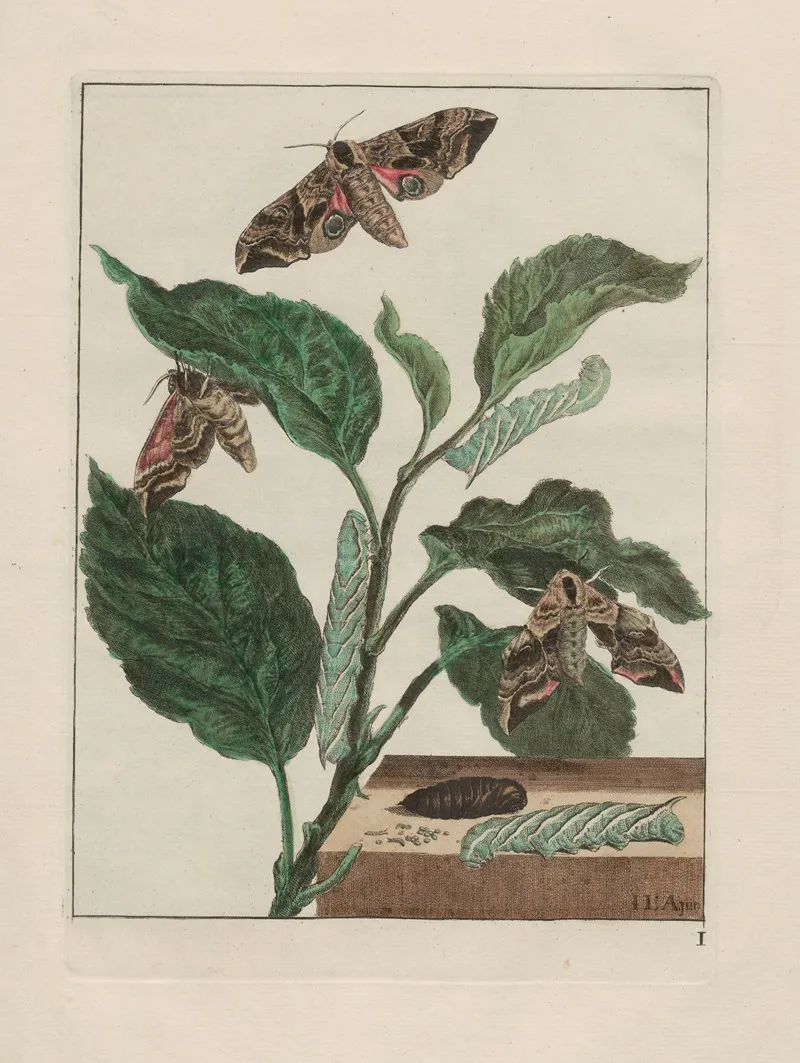 Naauwkeurige Waarneemingen Omtrent De Veranderingen Van Veele Insekten Of Gekorvene Diertjes Pl 02 Wall Art by Jacob L'Admiral - High-Resolution Digital Print