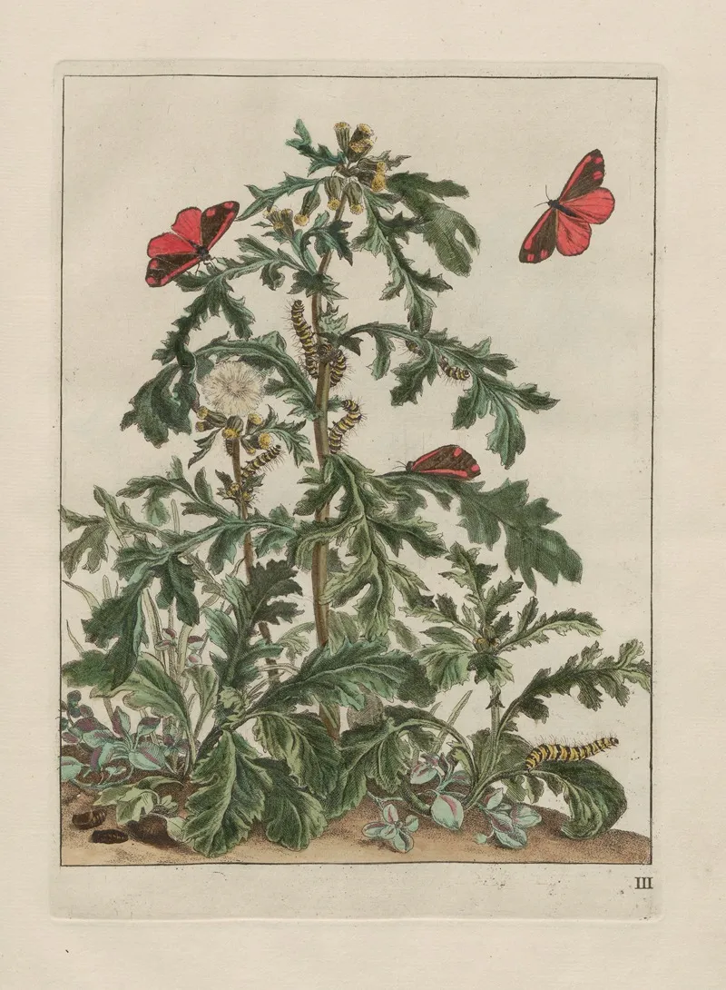 Naauwkeurige Waarneemingen Omtrent De Veranderingen Van Veele Insekten Of Gekorvene Diertjes Pl 03 Wall Art by Jacob L'Admiral - High-Resolution Digital Print