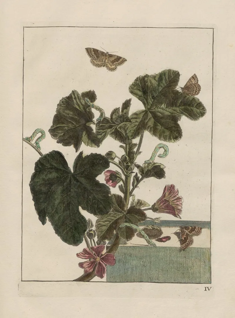 Naauwkeurige Waarneemingen Omtrent De Veranderingen Van Veele Insekten Of Gekorvene Diertjes Pl 04 Wall Art by Jacob L'Admiral - High-Resolution Digital Print