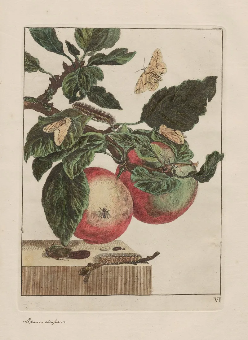 Naauwkeurige Waarneemingen Omtrent De Veranderingen Van Veele Insekten Of Gekorvene Diertjes Pl 05 Wall Art by Jacob L'Admiral - High-Resolution Digital Print