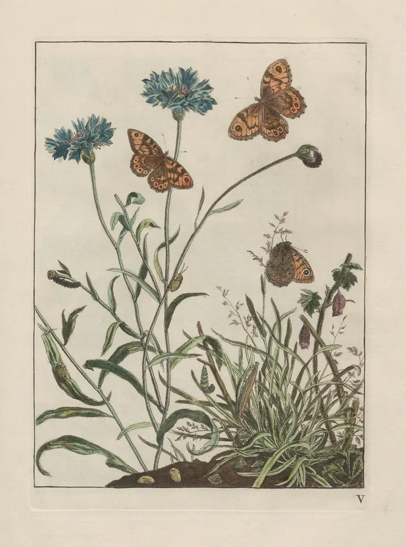 Naauwkeurige Waarneemingen Omtrent De Veranderingen Van Veele Insekten Of Gekorvene Diertjes Pl 06 Wall Art by Jacob L'Admiral - High-Resolution Digital Print