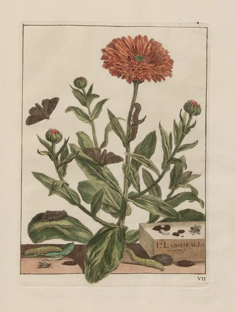 Naauwkeurige Waarneemingen Omtrent De Veranderingen Van Veele Insekten Of Gekorvene Diertjes Pl 07 Wall Art by Jacob L'Admiral - High-Resolution Digital Print