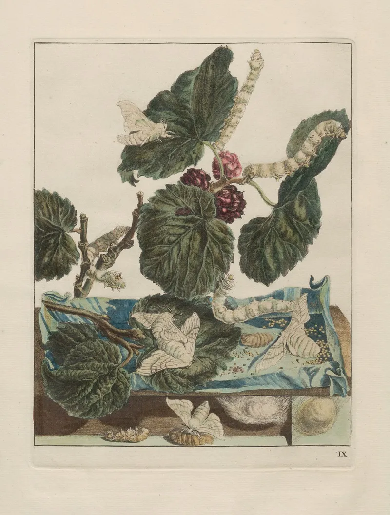 Naauwkeurige Waarneemingen Omtrent De Veranderingen Van Veele Insekten Of Gekorvene Diertjes Pl 08 Wall Art by Jacob L'Admiral - High-Resolution Digital Print