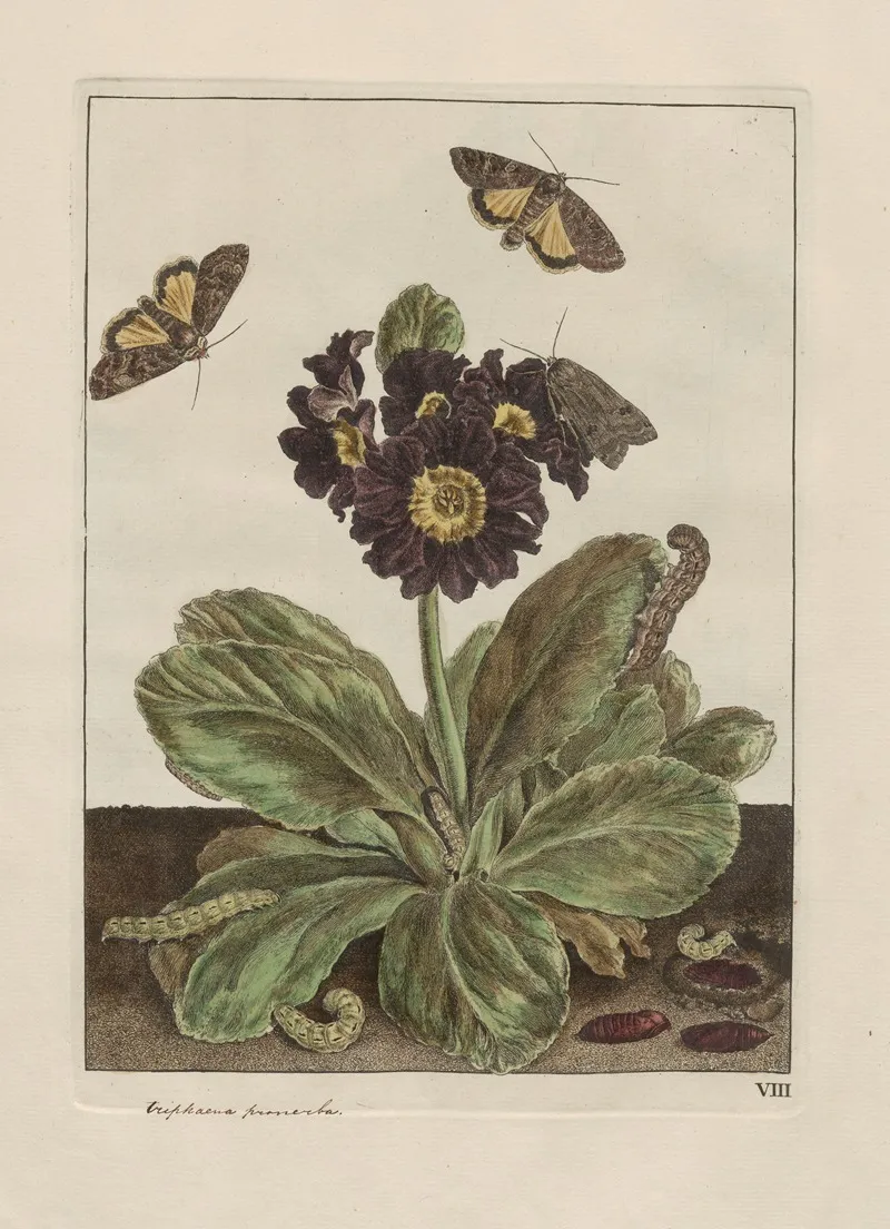 Naauwkeurige Waarneemingen Omtrent De Veranderingen Van Veele Insekten Of Gekorvene Diertjes Pl 09 Wall Art by Jacob L'Admiral - High-Resolution Digital Print