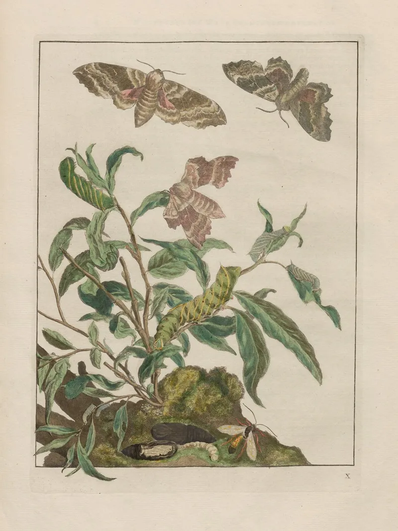 Naauwkeurige Waarneemingen Omtrent De Veranderingen Van Veele Insekten Of Gekorvene Diertjes Pl 10 Wall Art by Jacob L'Admiral - High-Resolution Digital Print