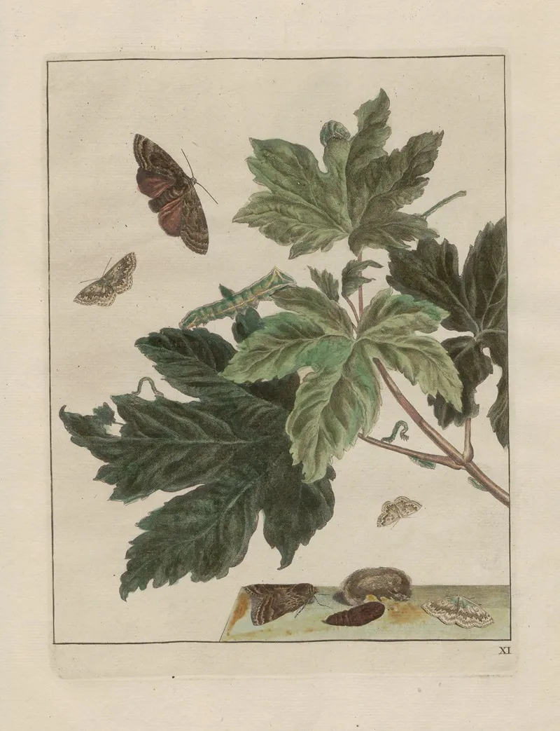 Naauwkeurige Waarneemingen Omtrent De Veranderingen Van Veele Insekten Of Gekorvene Diertjes Pl 11 Wall Art by Jacob L'Admiral - High-Resolution Digital Print