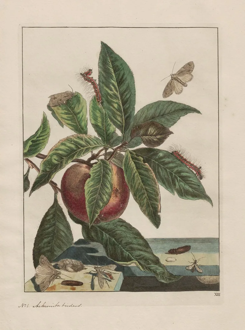 Naauwkeurige Waarneemingen Omtrent De Veranderingen Van Veele Insekten Of Gekorvene Diertjes Pl 12 Wall Art by Jacob L'Admiral - High-Resolution Digital Print