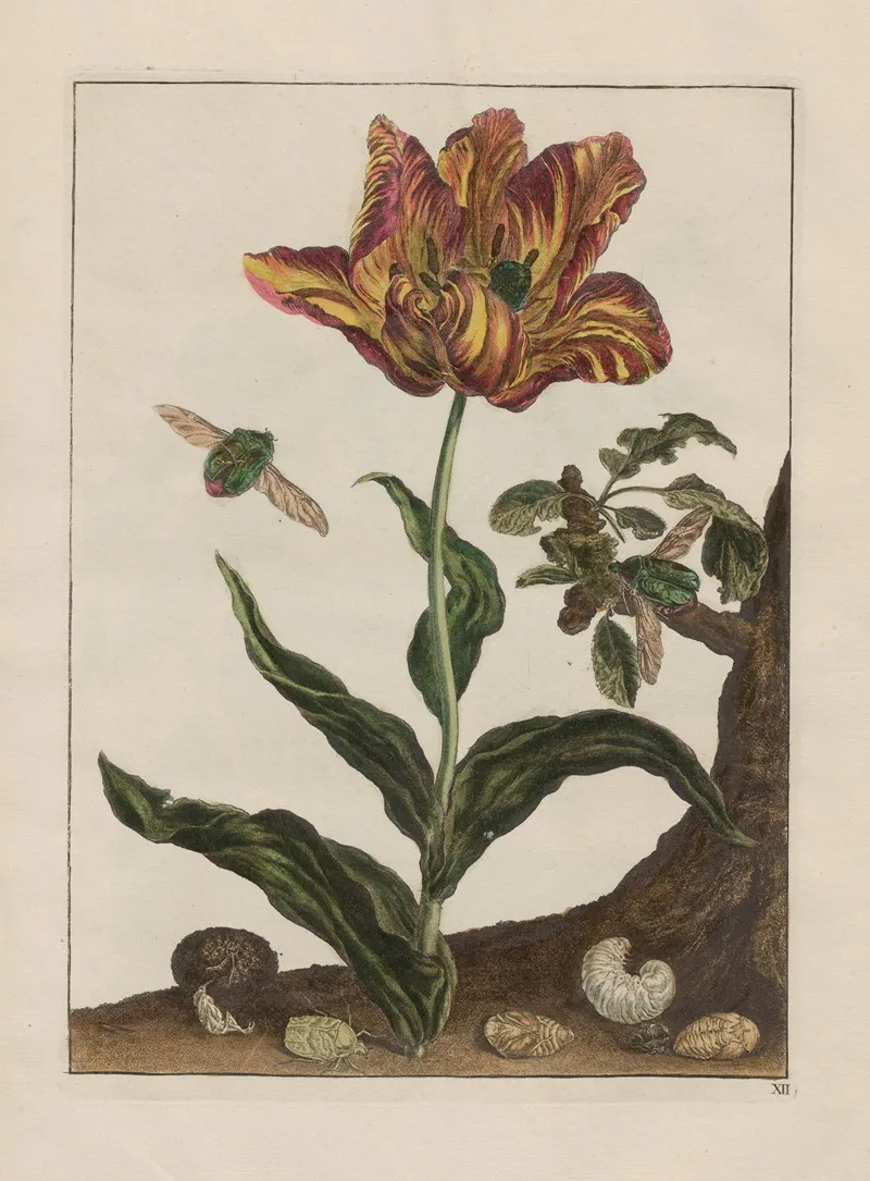 Naauwkeurige Waarneemingen Omtrent De Veranderingen Van Veele Insekten Of Gekorvene Diertjes Pl 13 Wall Art by Jacob L'Admiral - High-Resolution Digital Print
